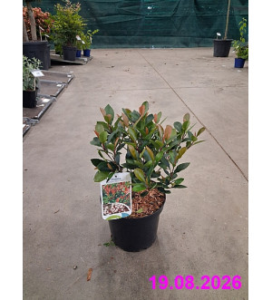 Photinia fraseri 'Little Red Robin' C 2,5 L
